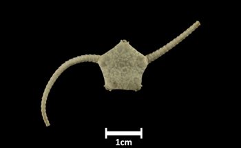 Media type: image;   Invertebrate Zoology OPH-676 Description: Top of brittle star with a view of the disc.;  Aspect: dorsal
